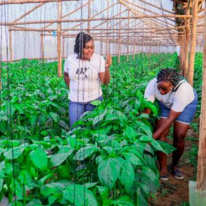 Greenhouse Company In Kenya Aqua Hub Kenya