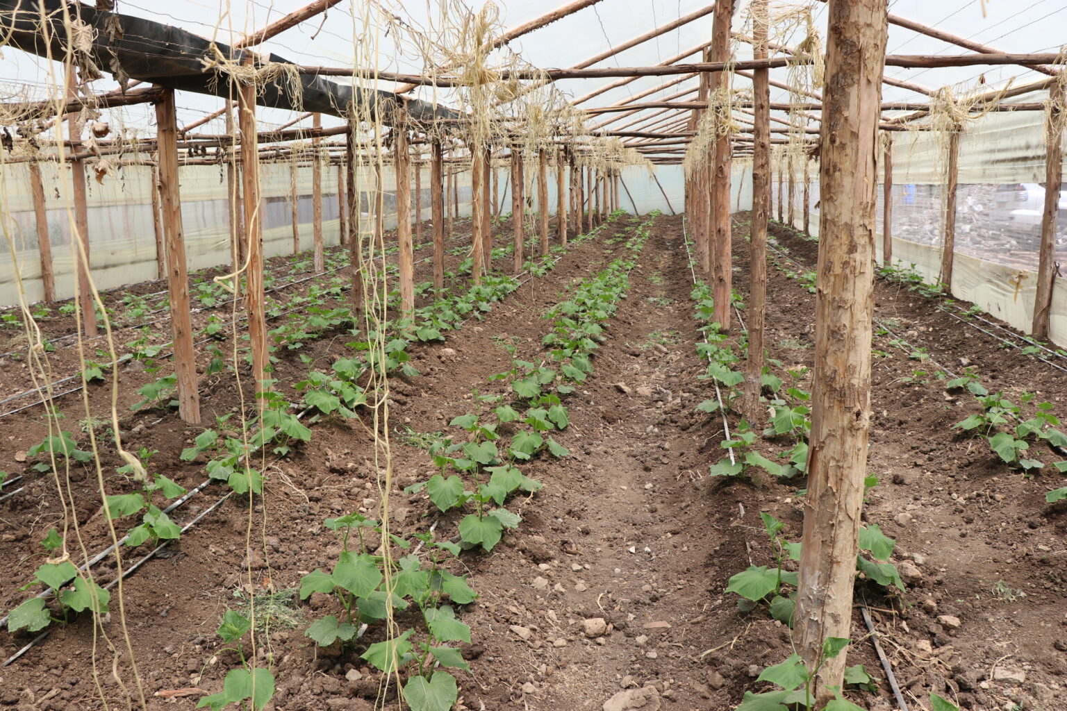 wooden-greenhouse-in-kenya-wooden-greenhouse-prices-in-kenya