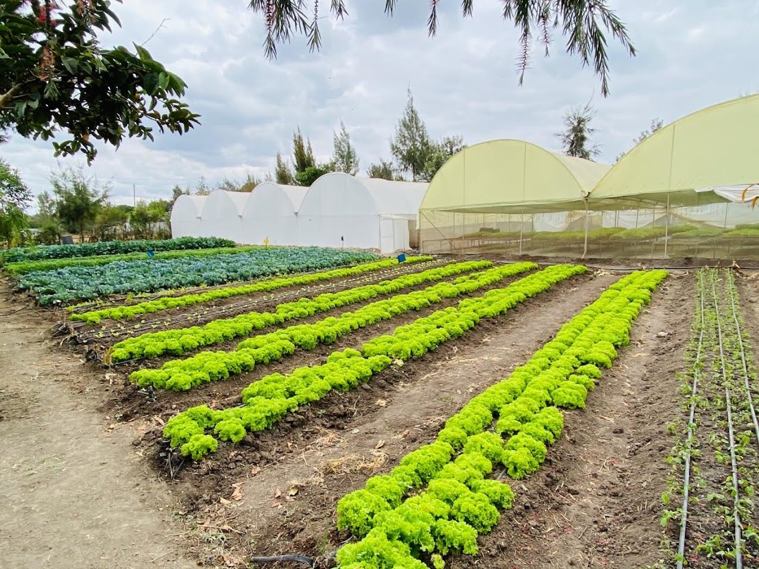 greenhouse business plan in kenya