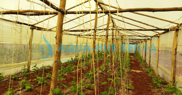 Cost Of Greenhouse In Kenya Greenhouse Prices In Kenya