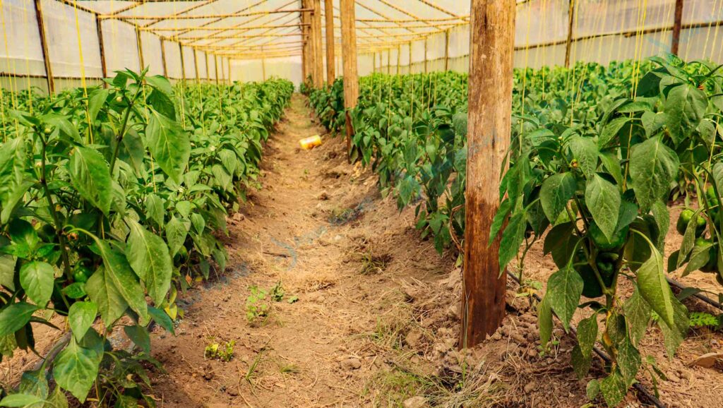 Wooden Greenhouse In Kenya