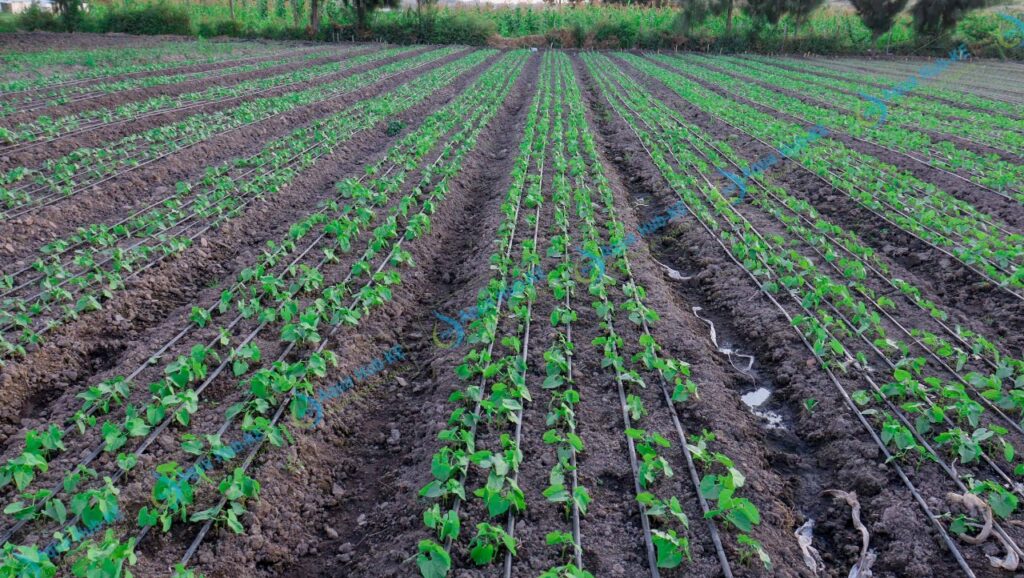 Drip Lines for beans farming in Kenya