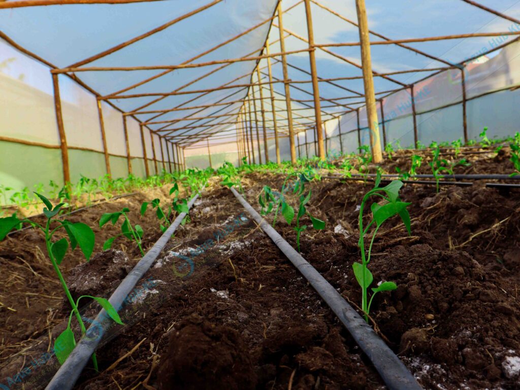 Wooden Greenhouse In Kenya