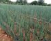 Garlic Farming in Kenya