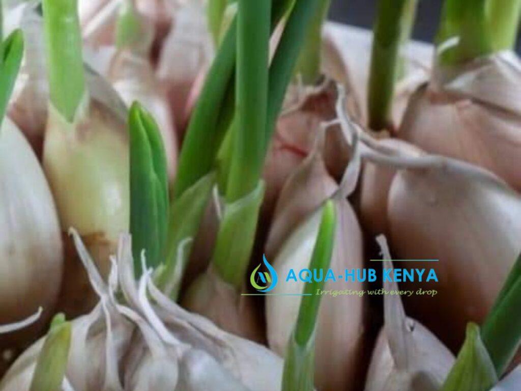 Garlic Farming In Kenya Aqua Hub Ltd 0790719020 1815