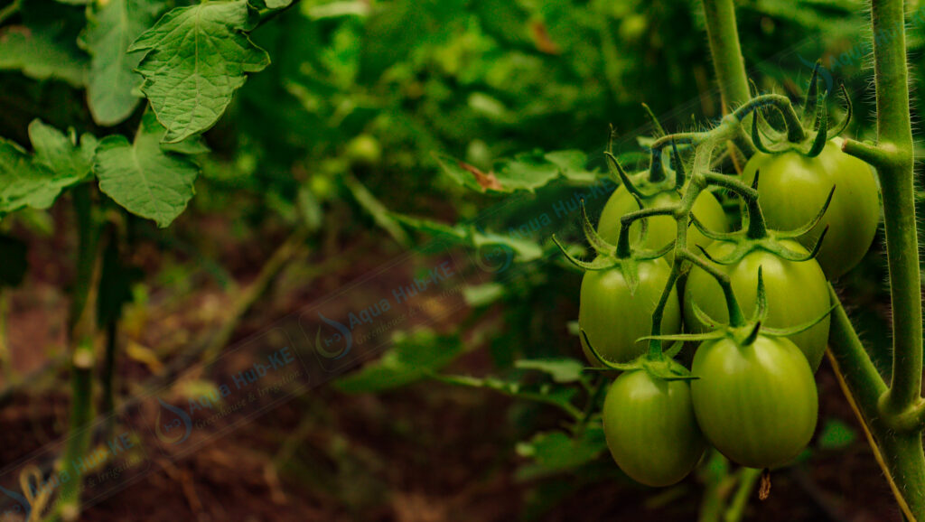 Grow Tomatoes in a Greenhouse