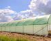 Polythene Sheets for Greenhouse