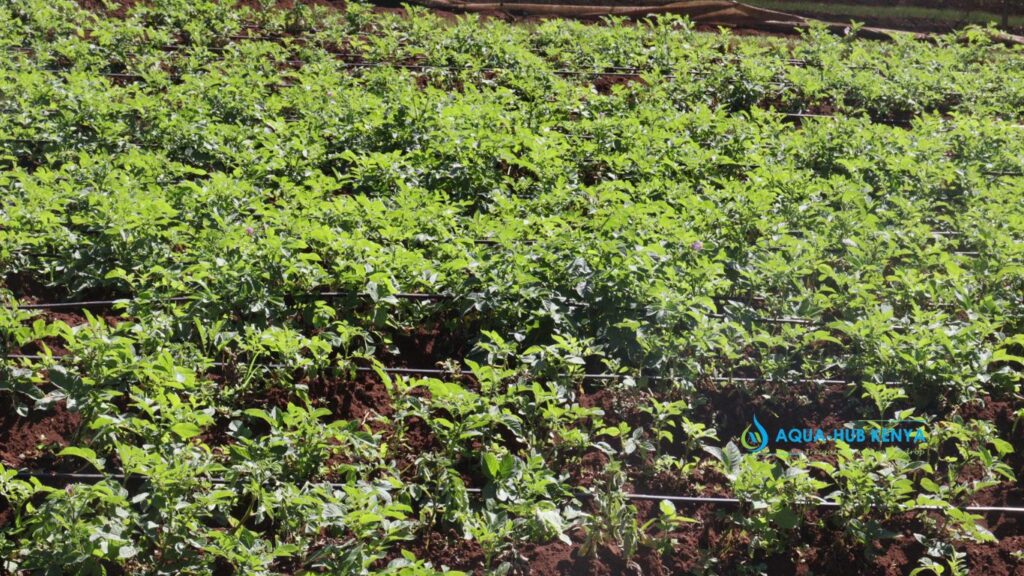 Potato Farming Drip Irrigation