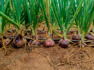 Profitable Onion farming Venture
