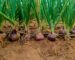 Profitable Onion farming Venture