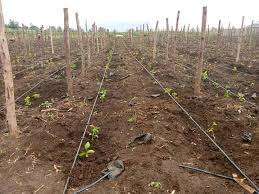 Irrigation Systems for Fruit Farming