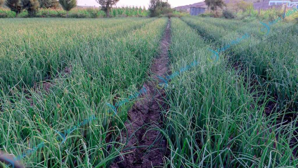 Onion Production