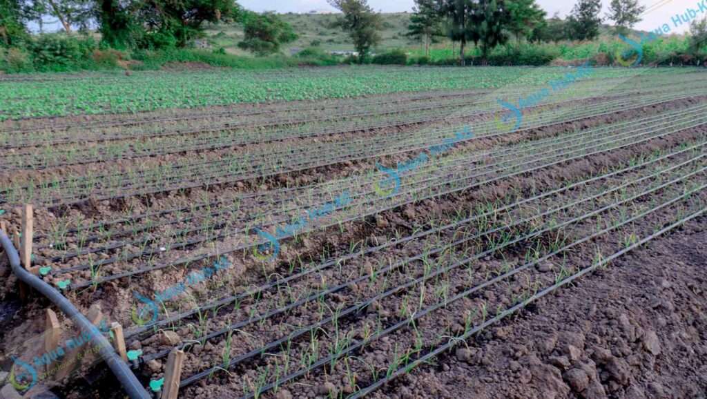 https://www.aquahubkenya.co.ke/drip-irrigation-for-onions-and-garlic-in-kenya/#:~:text=Aqua%20Hub%20Kenya%20has%20quality,drip%20is%20the%20best%20method.