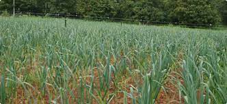 Garlic irrigation Farming