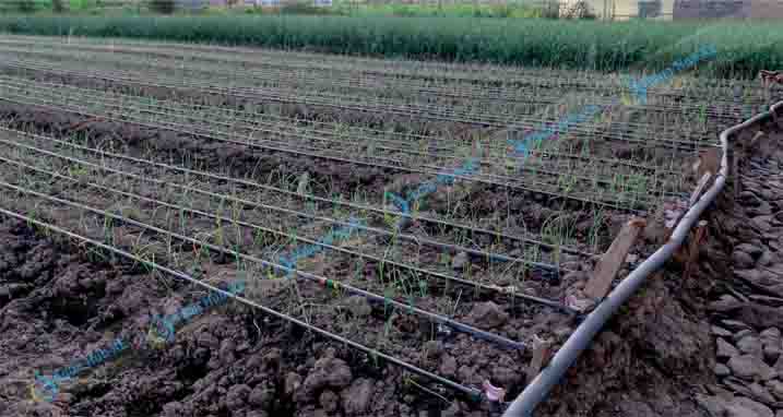 Drip Irrigation for Onions