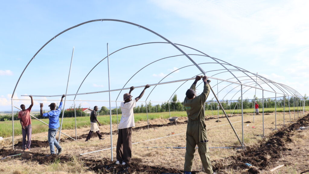 Metallic Greenhouses For Sale in Kenya