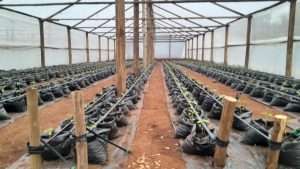 Planting Bags for wooden Greenhouse 