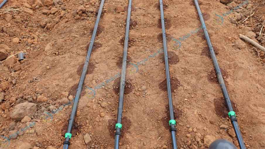 Onion Drip Irrigation Systems in Kenya