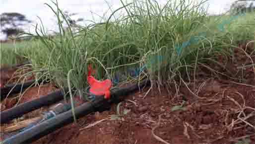 Onion Drip Irrigation Systems in Kenya