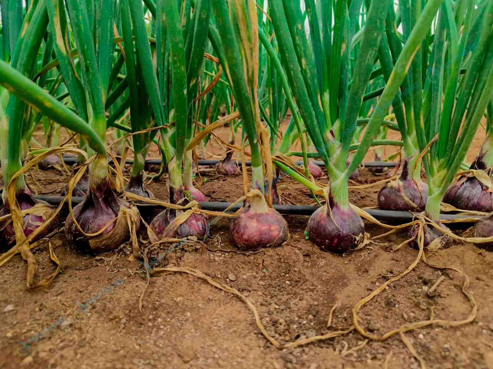 Onion Irrigation Kits