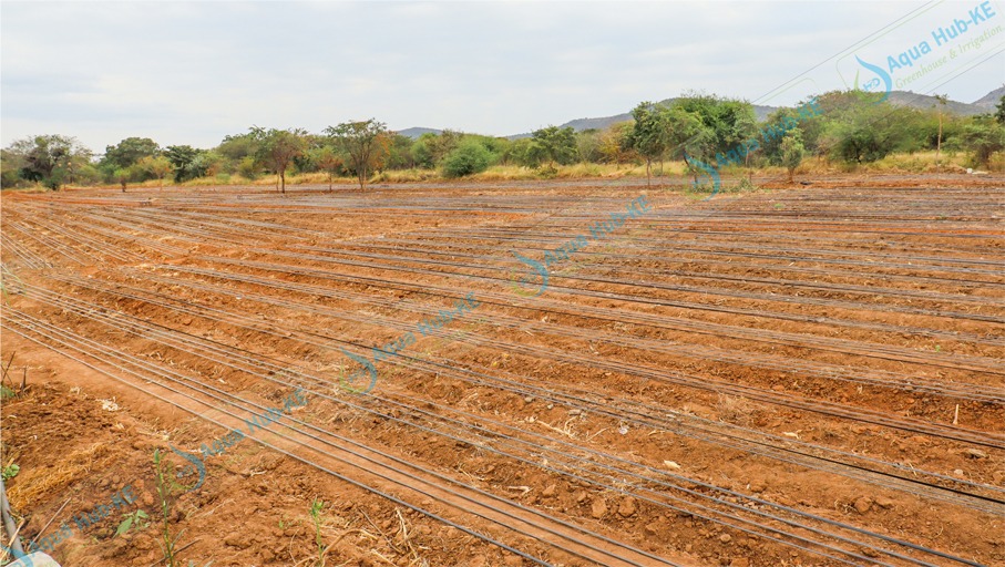 Drip Irrigation Pipes in Kenya